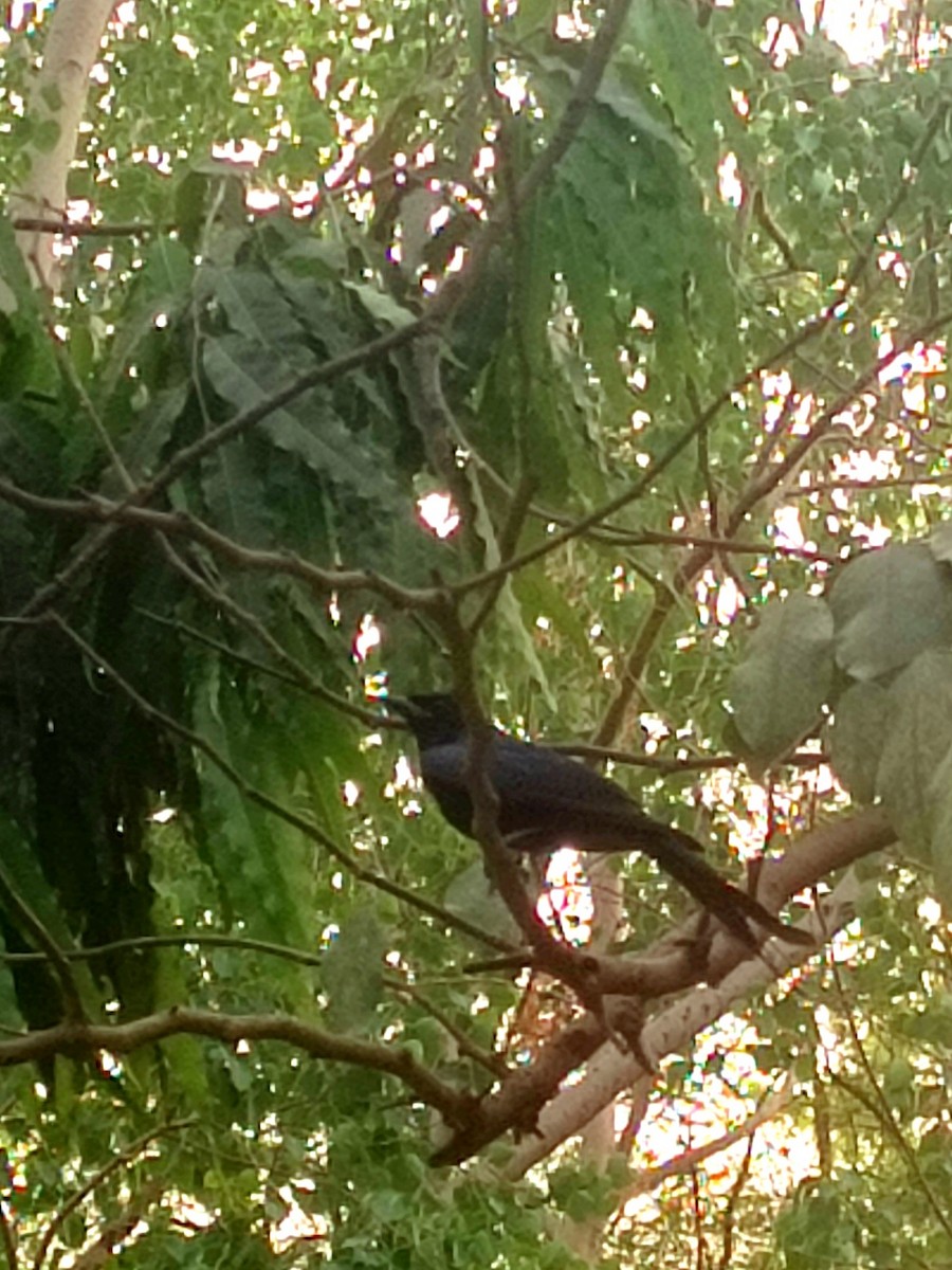 Black Drongo - Sagar .