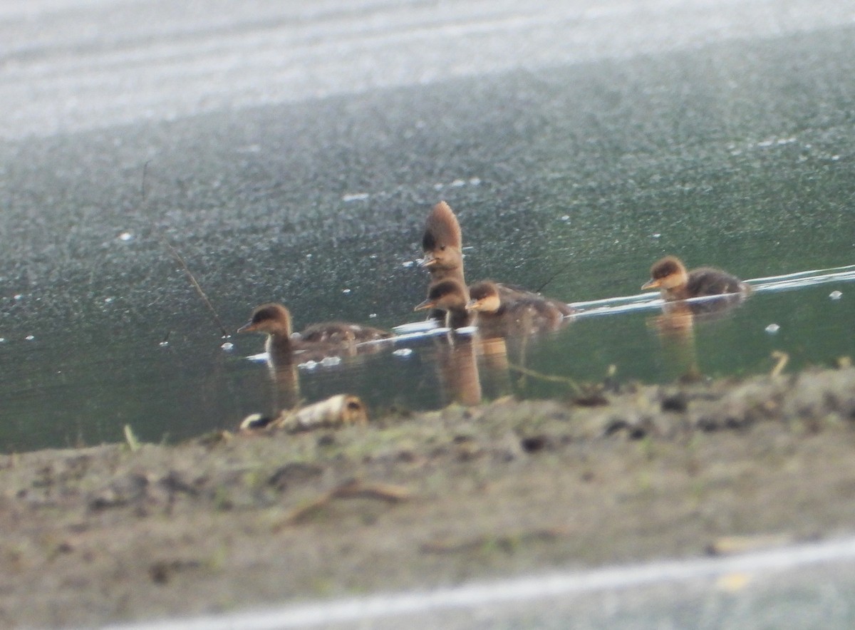 Hooded Merganser - ML618667441