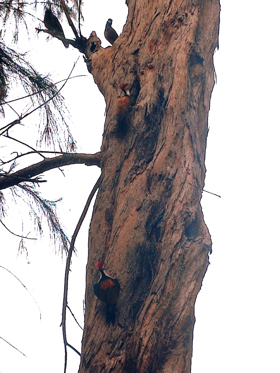 Black-rumped Flameback - ML618667454