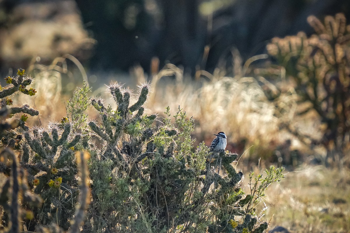 Ladder-backed Woodpecker - ML618667464