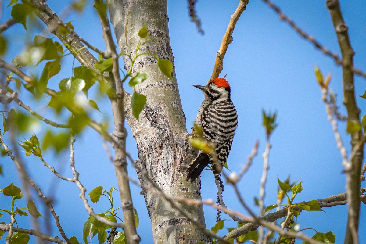 Ladder-backed Woodpecker - ML618667469