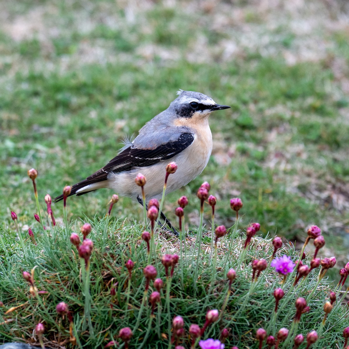 Northern Wheatear - Ronan Toomey