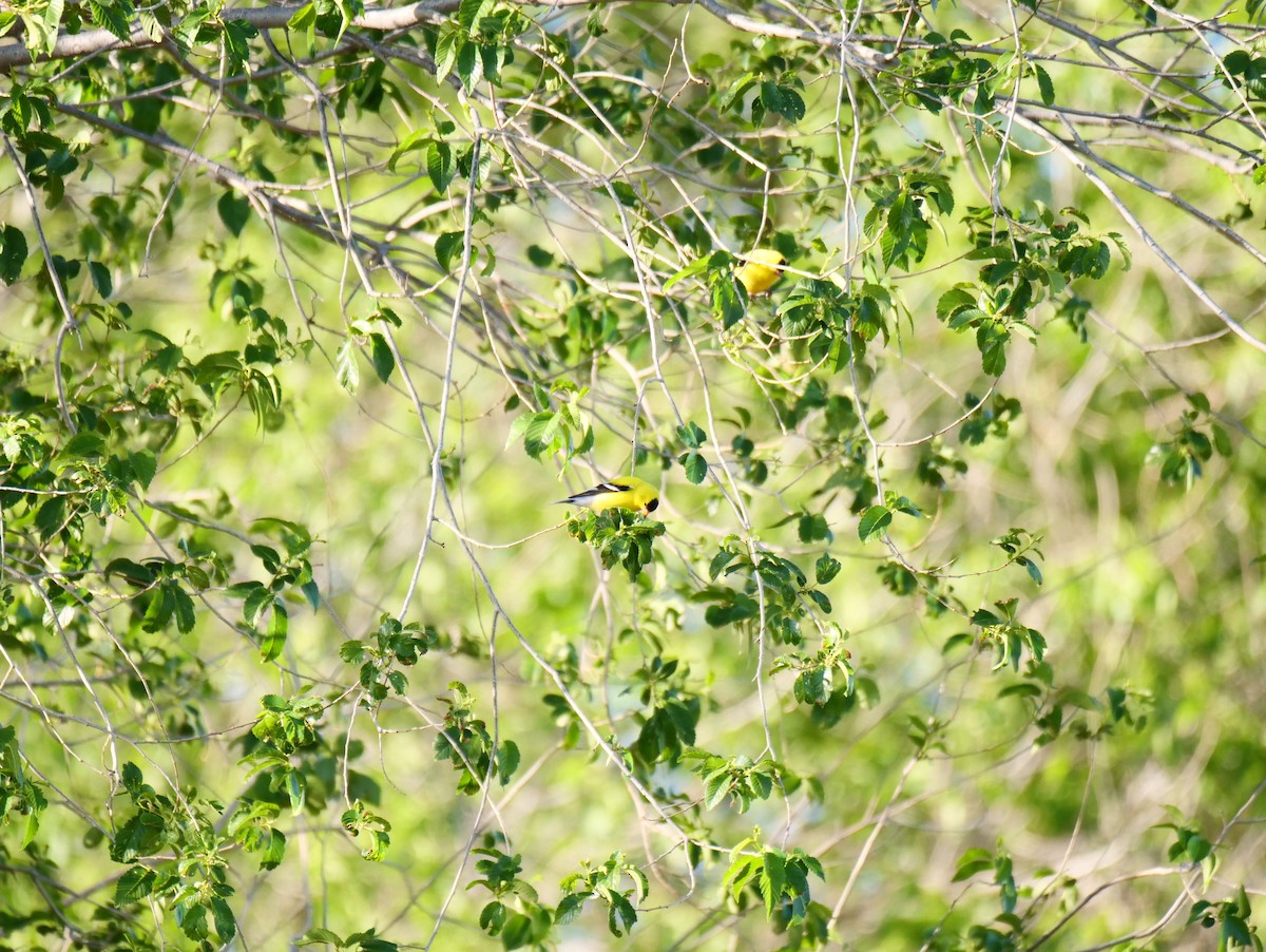 American Goldfinch - Brett Hartl