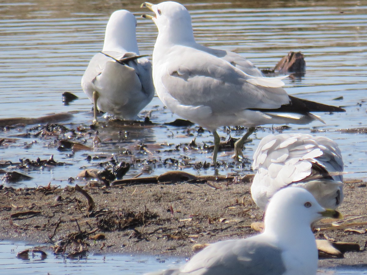 Ring-billed Gull - ML618667526