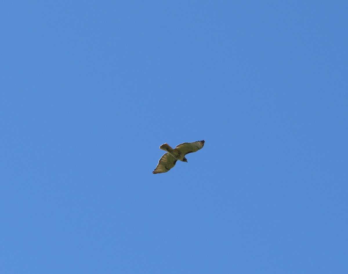 Red-tailed Hawk - ML618667539