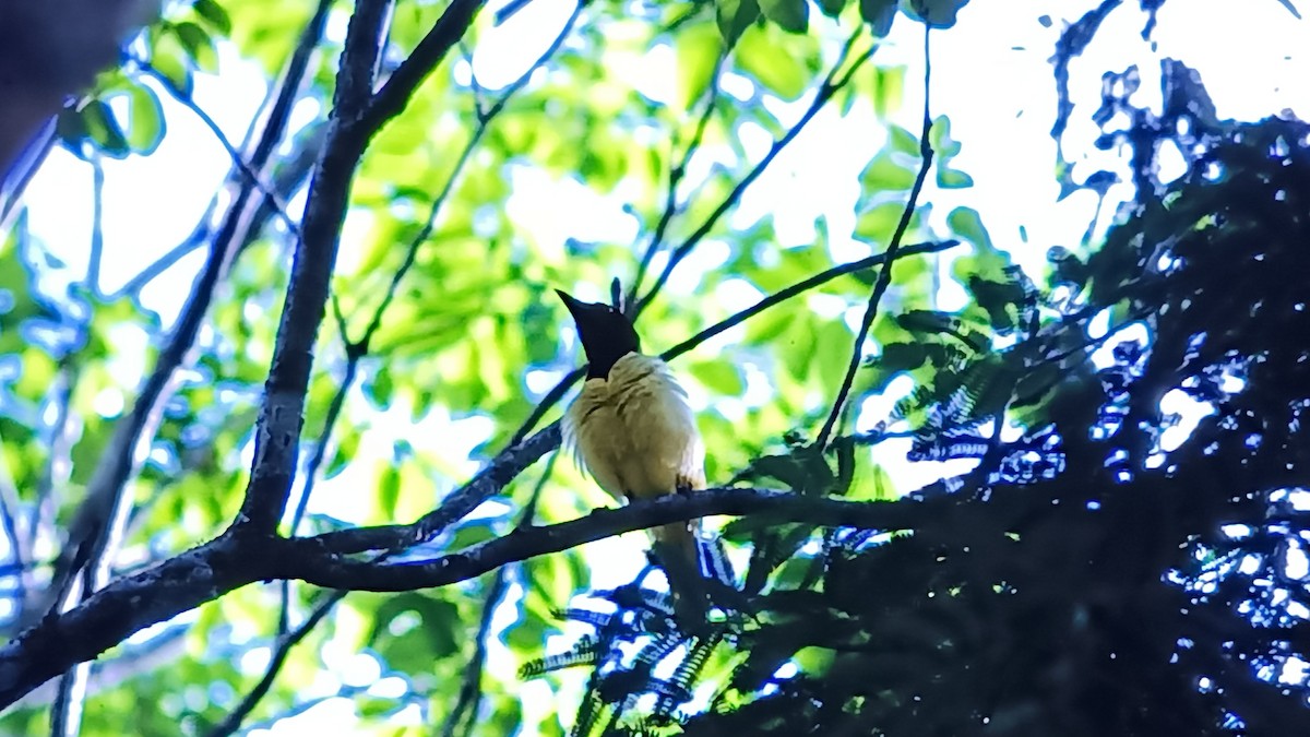 Green Jay - ML618667545