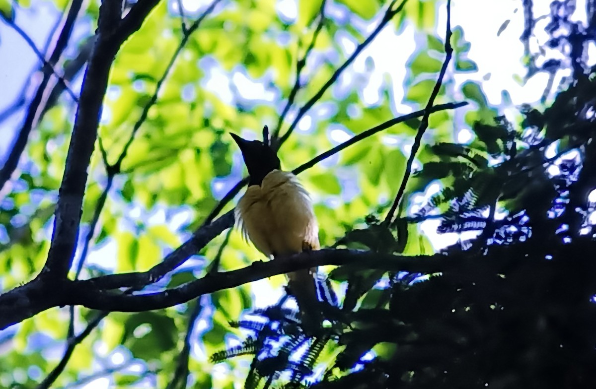 Green Jay - Javier Morala/MCBirding.com