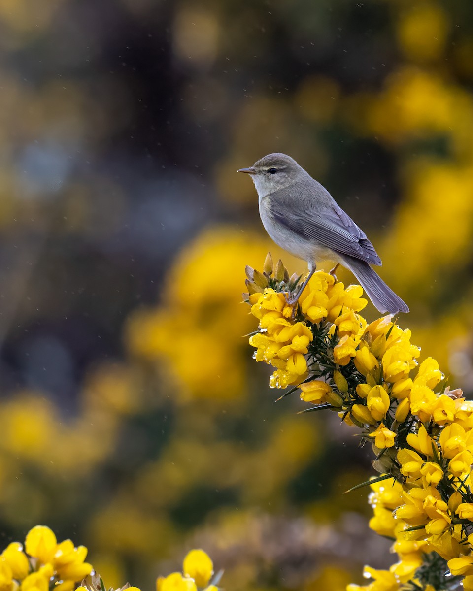 Willow Warbler - ML618667550