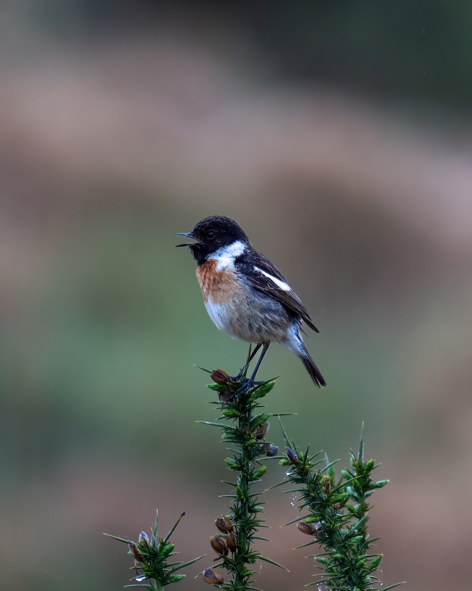 European Stonechat - ML618667572