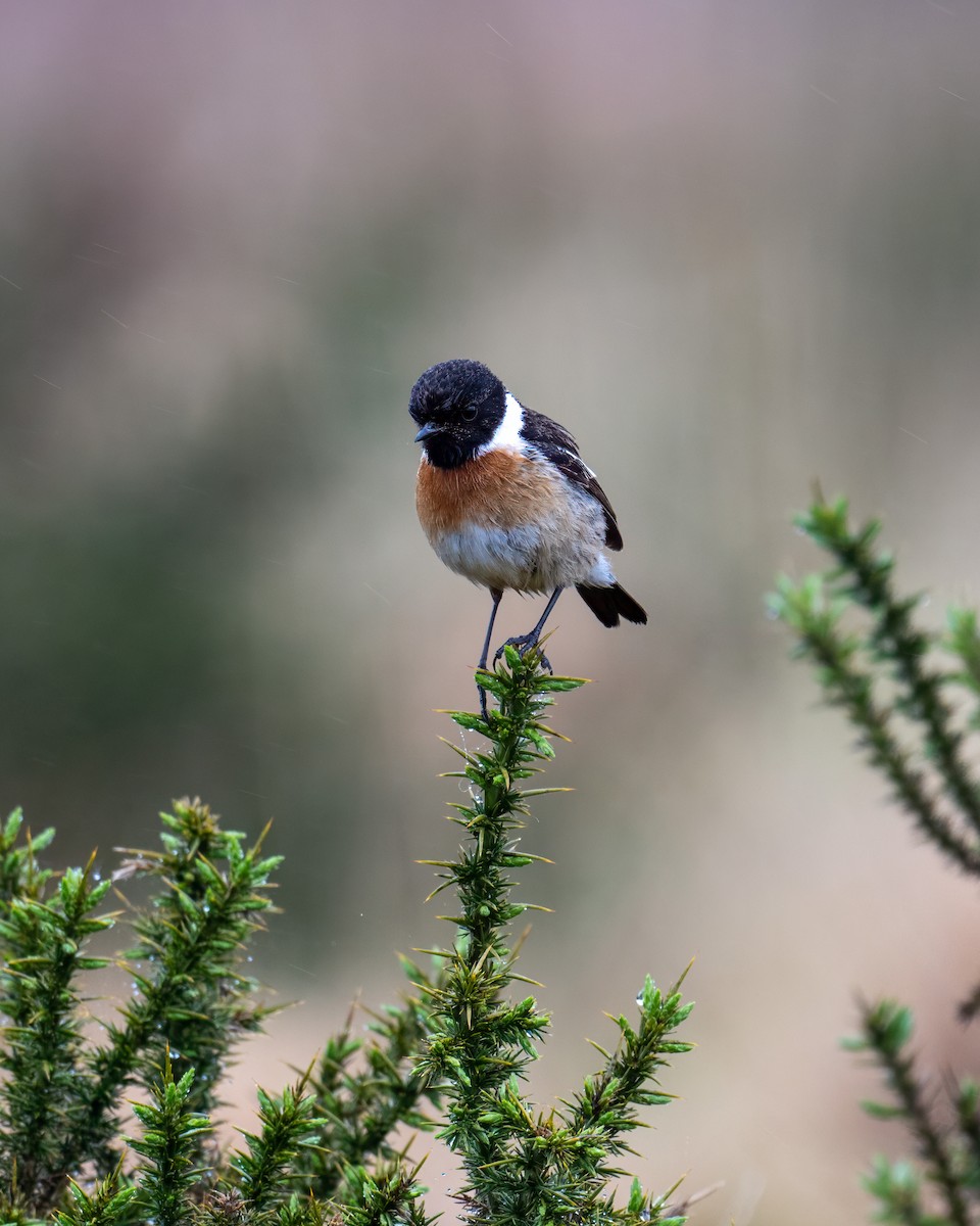 European Stonechat - Ronan Toomey