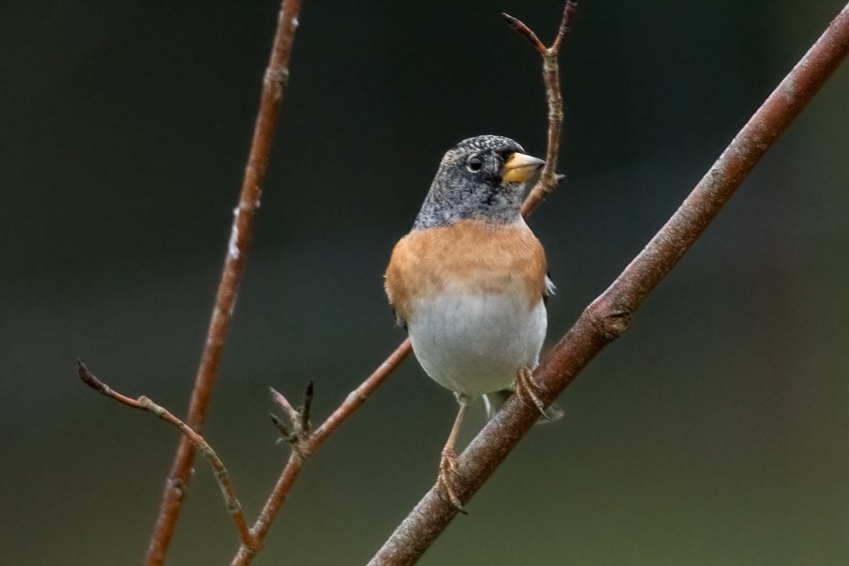 Brambling - Guido Van den Troost