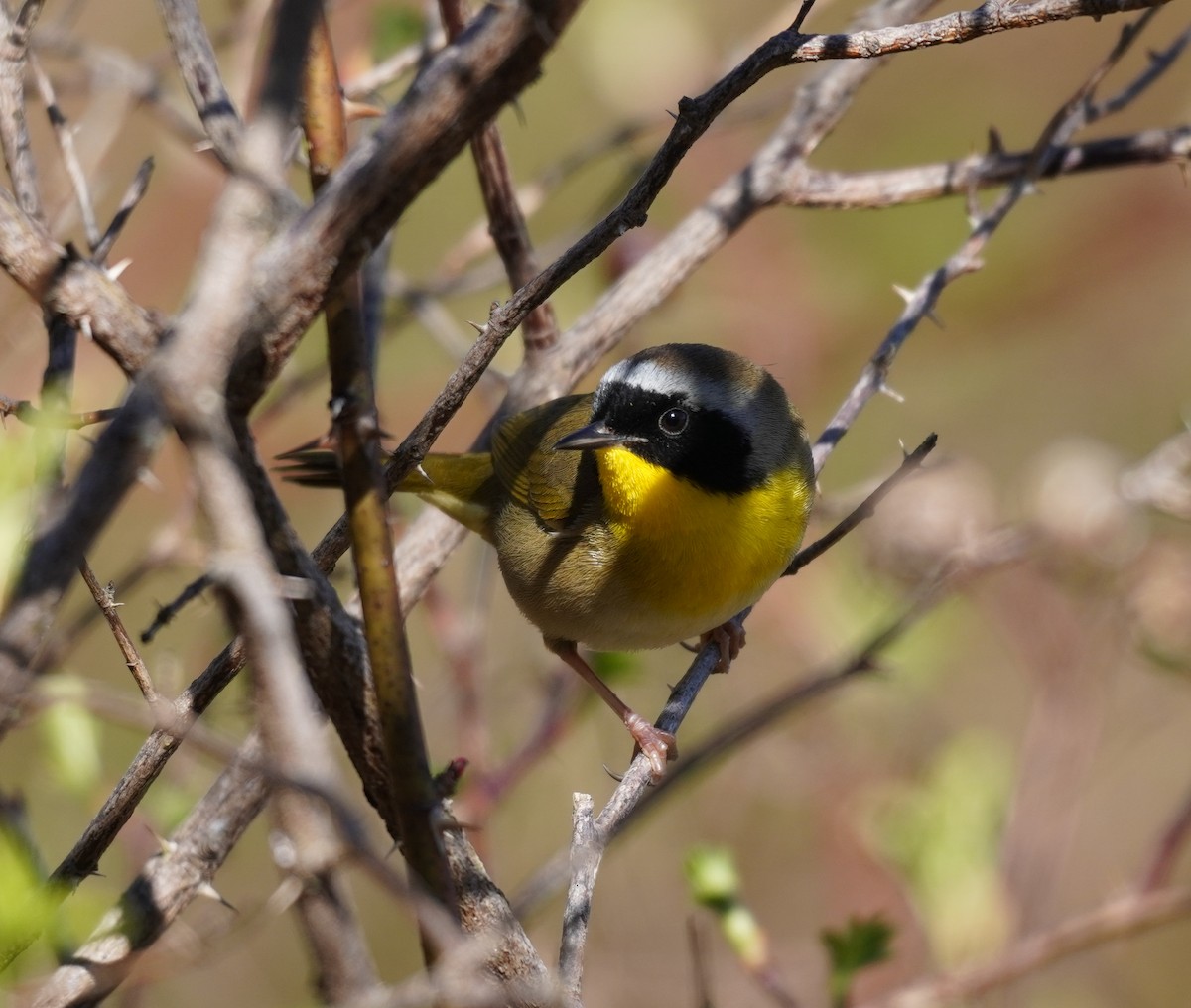 Common Yellowthroat - ML618667606