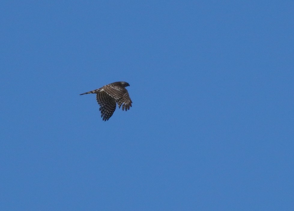 Cooper's Hawk - ML618667612