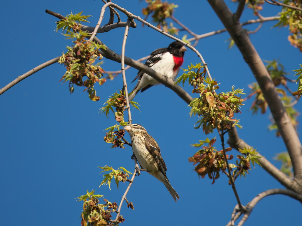 Rose-breasted Grosbeak - Gavin Edmondstone