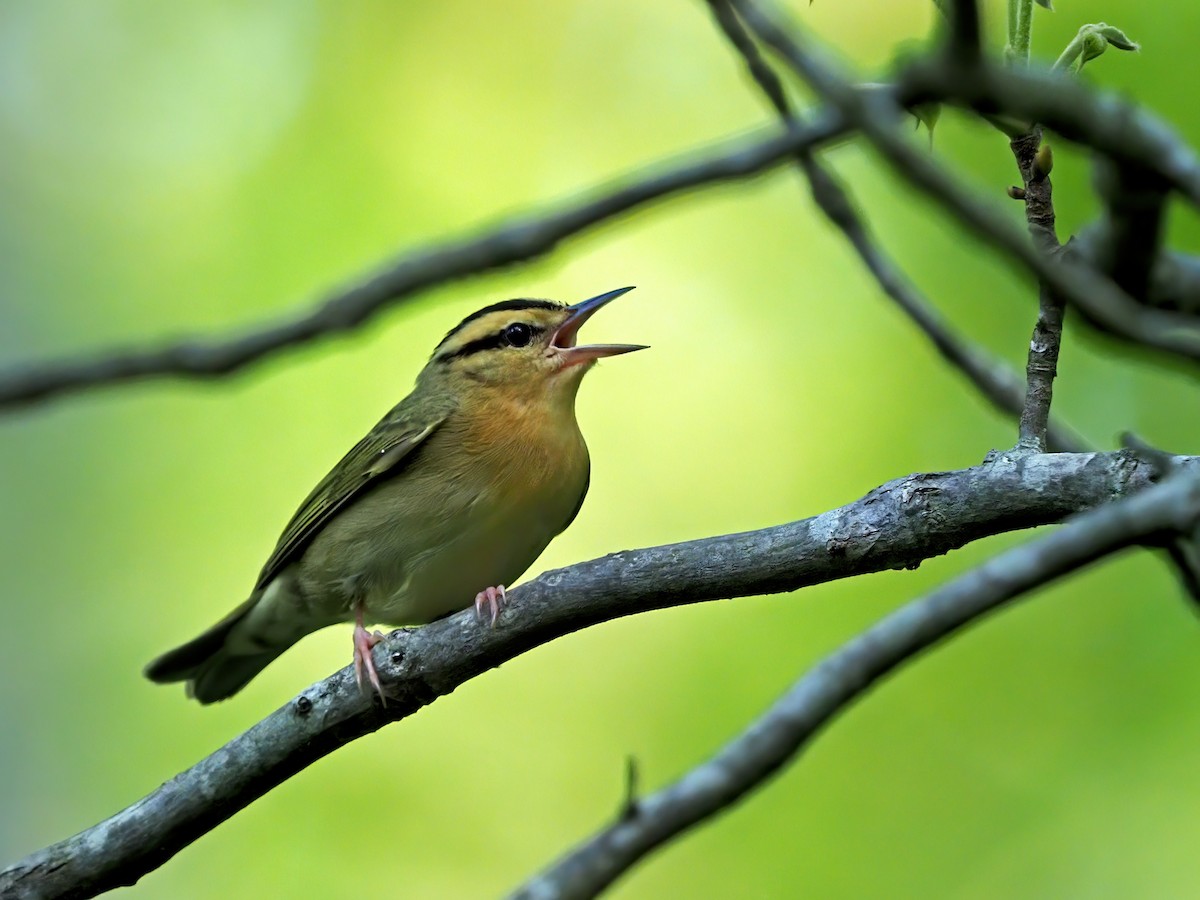 Worm-eating Warbler - ML618667639