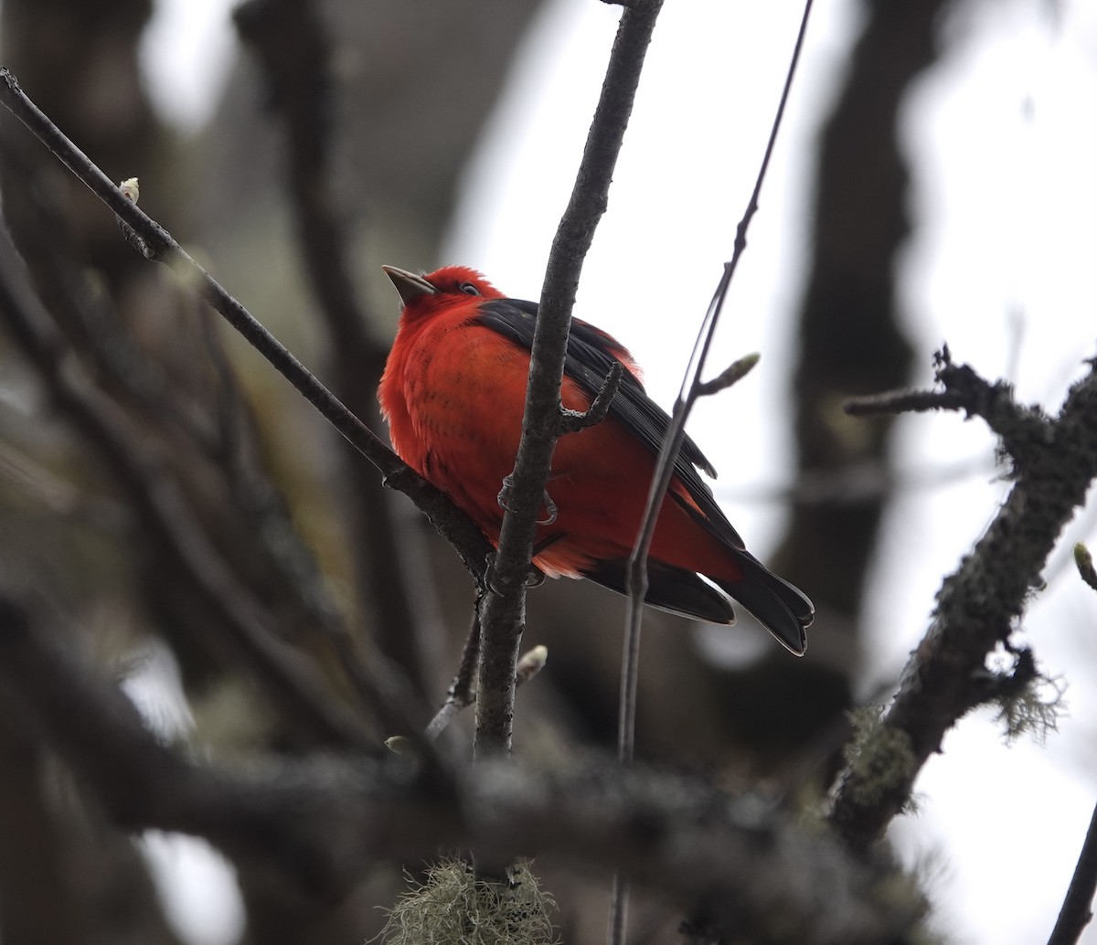 Scarlet Tanager - ML618667651