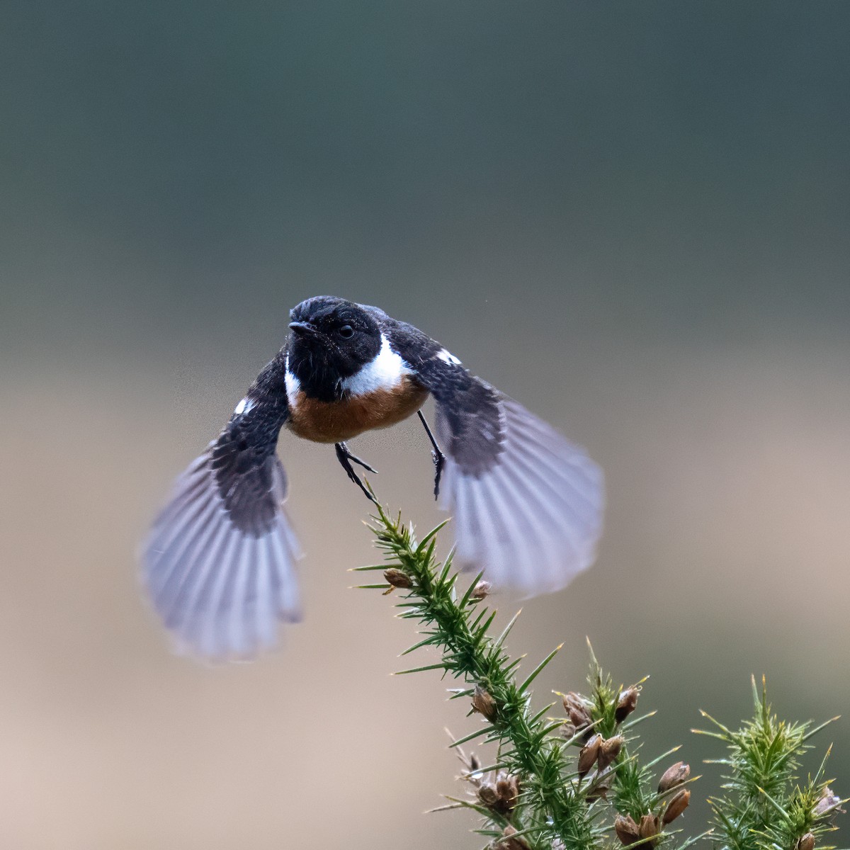 European Stonechat - ML618667656