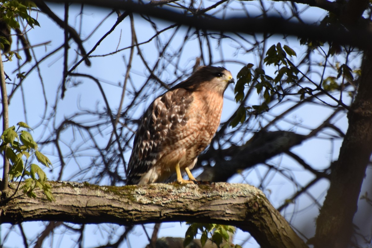 Red-shouldered Hawk - Valerie Burdette