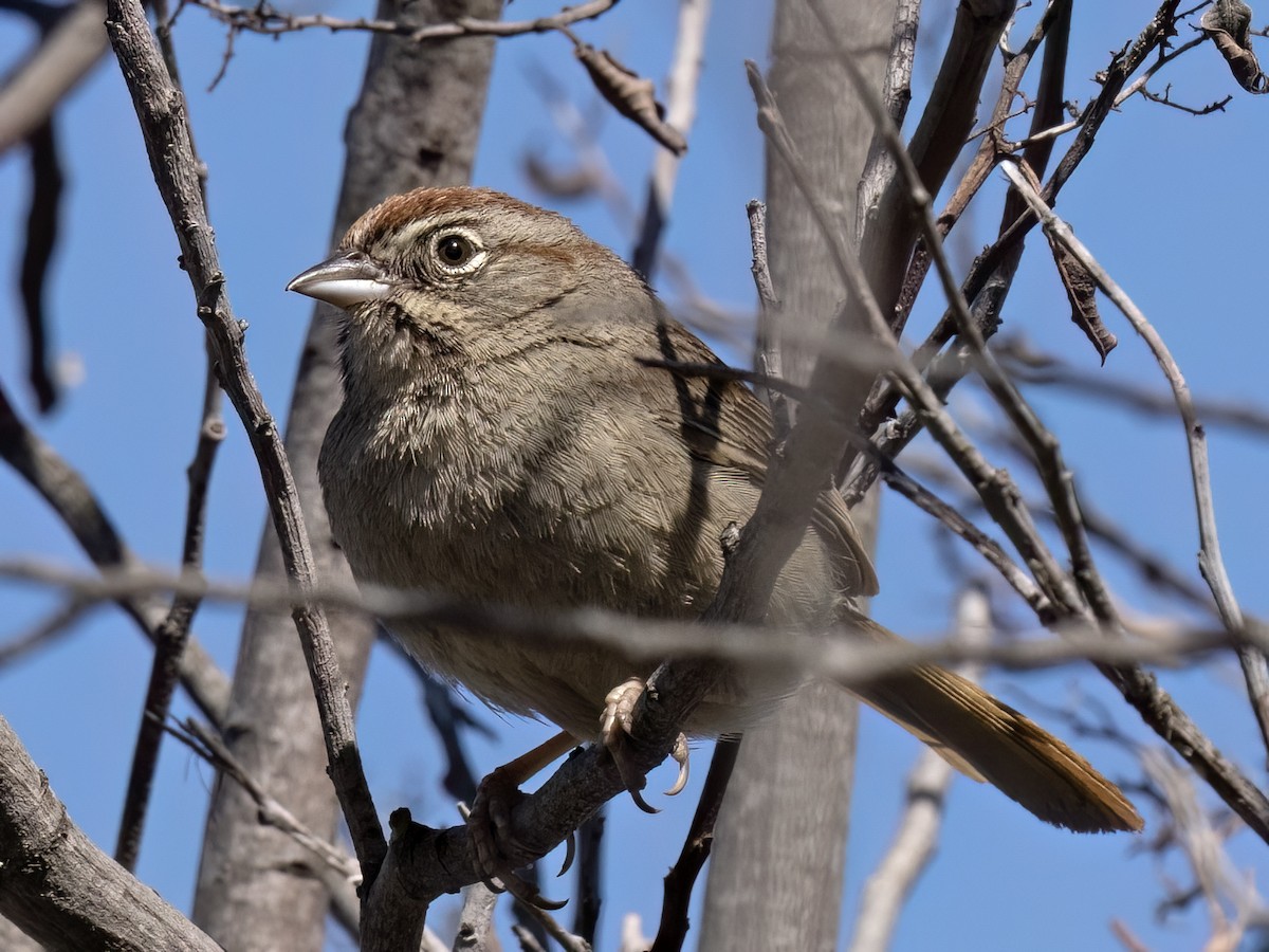 Rufous-crowned Sparrow - Robert Hamilton