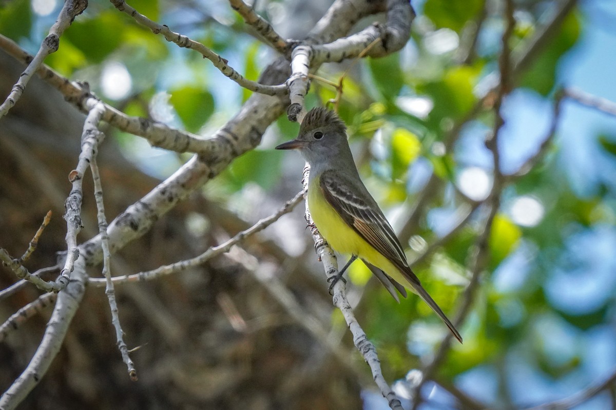Great Crested Flycatcher - Laura Sheets