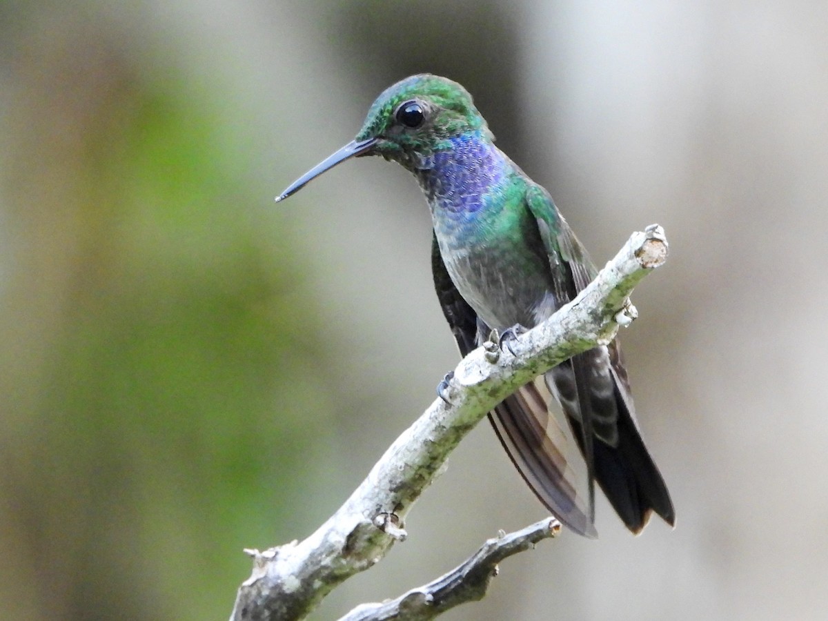 Blue-chested Hummingbird - Mary Leigh