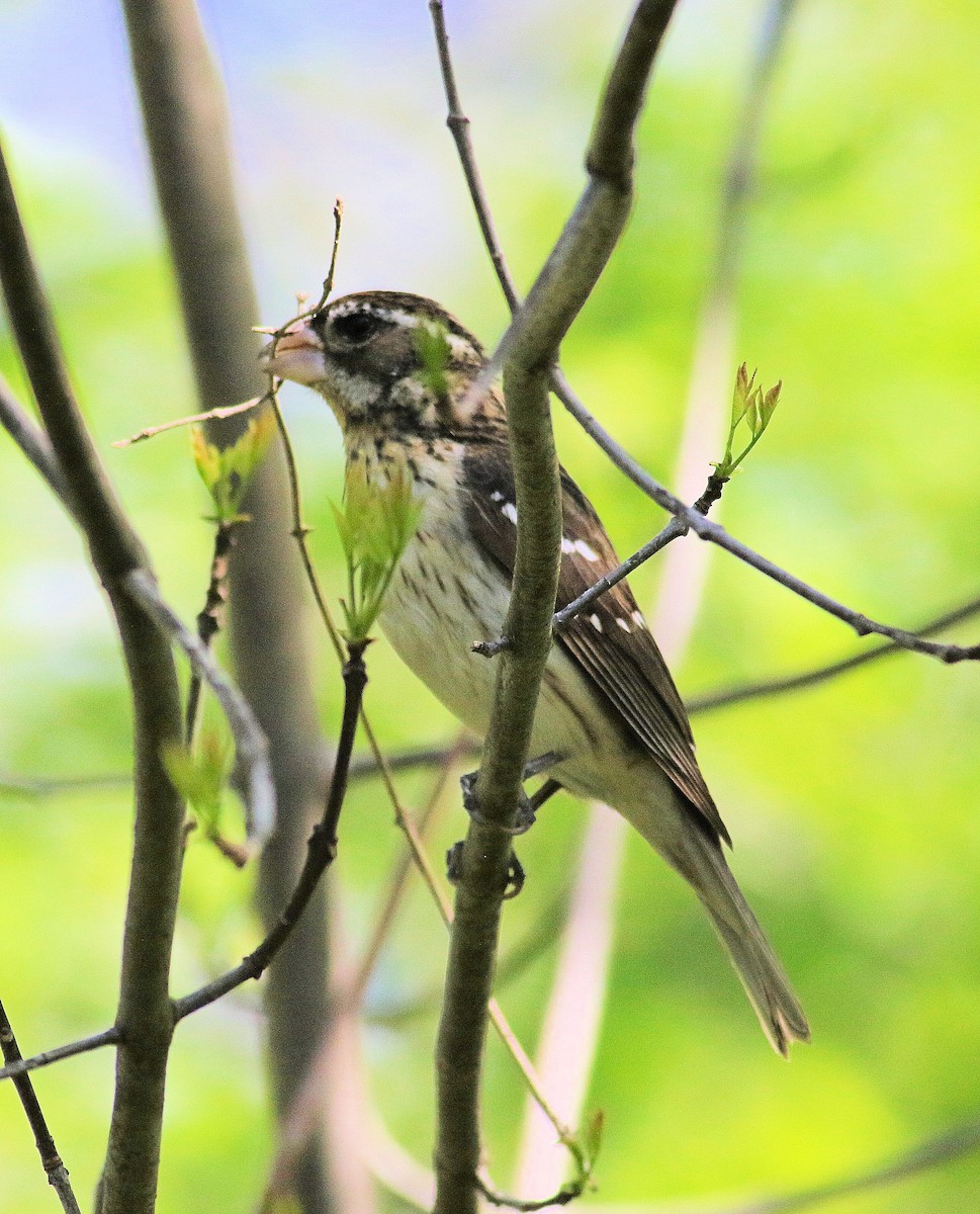 Rose-breasted Grosbeak - John  Cameron