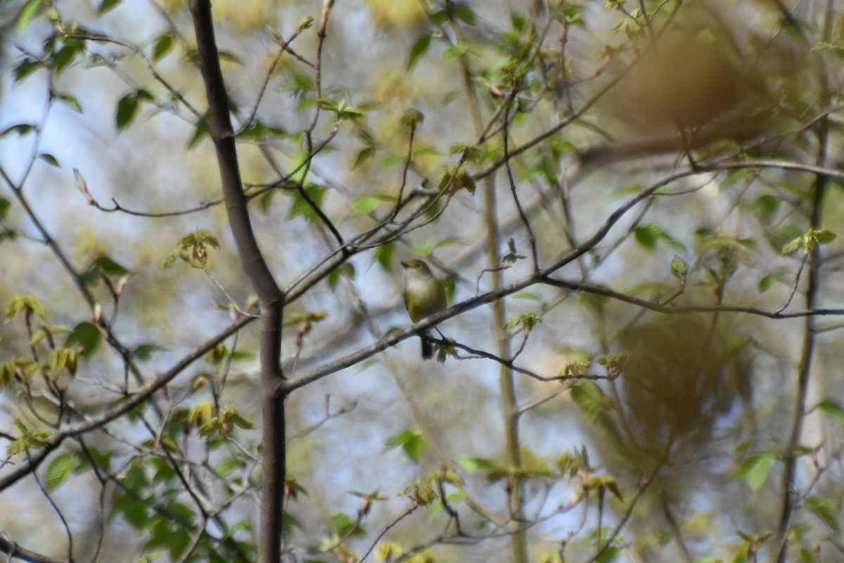 White-eyed Vireo - Valerie Burdette