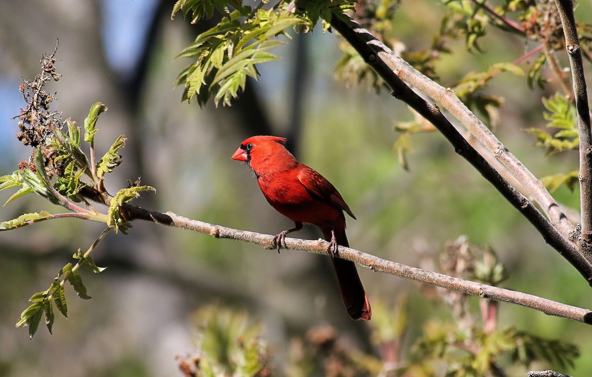 Northern Cardinal - John  Cameron