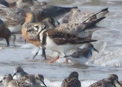 Ruddy Turnstone - Roger Horn