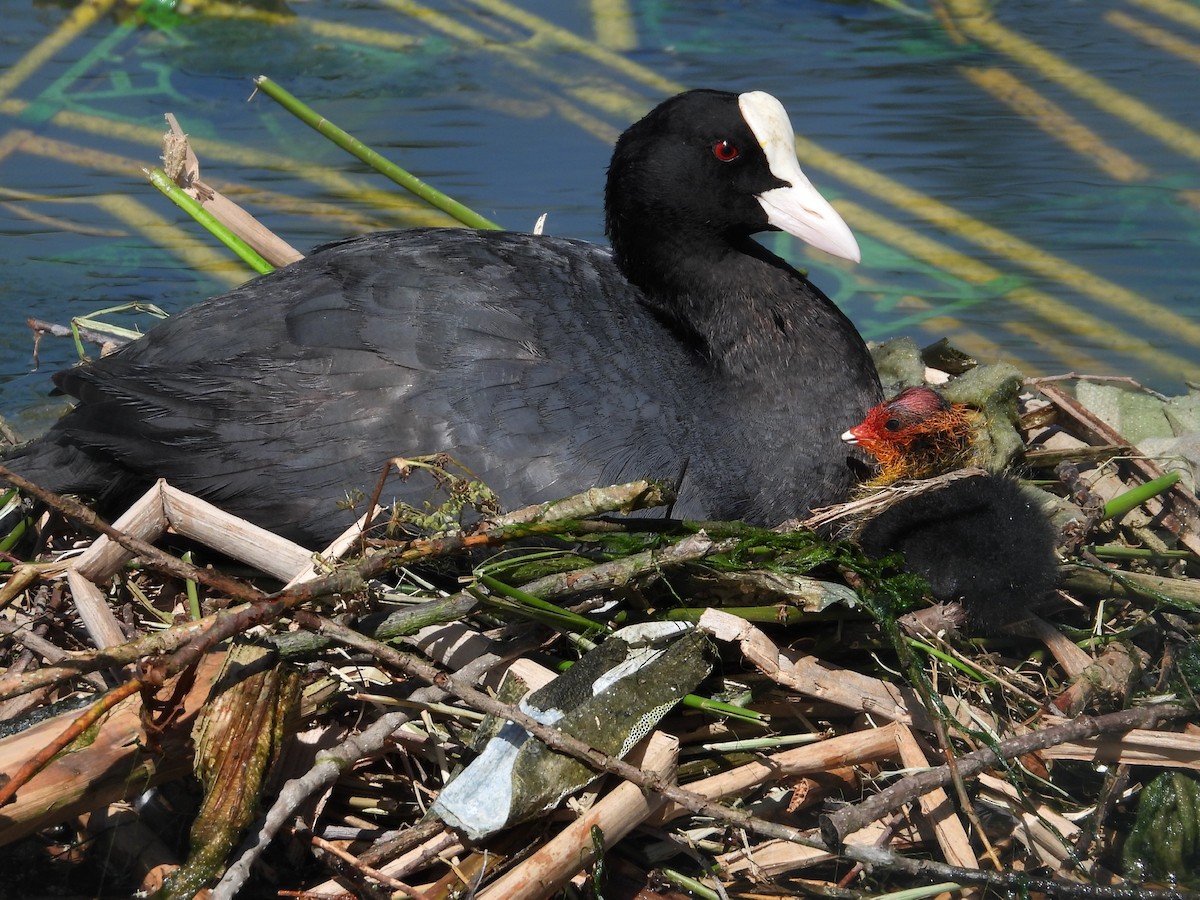 Eurasian Coot - ML618667861