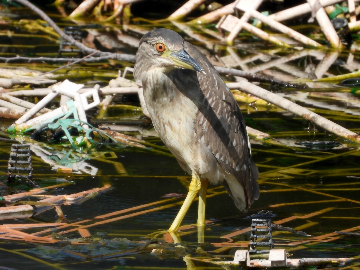 Black-crowned Night Heron - ML618667868