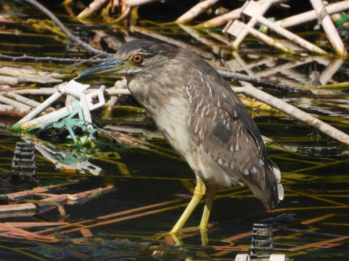 Black-crowned Night Heron - ML618667870