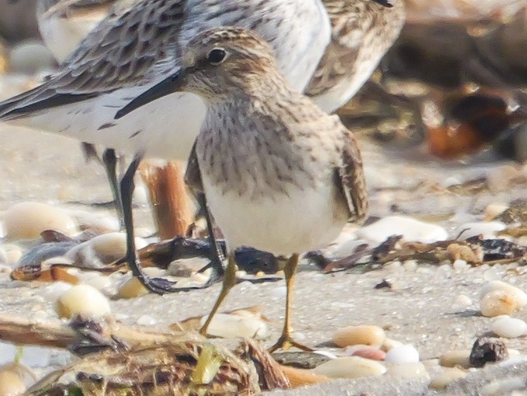 Least Sandpiper - Roger Horn