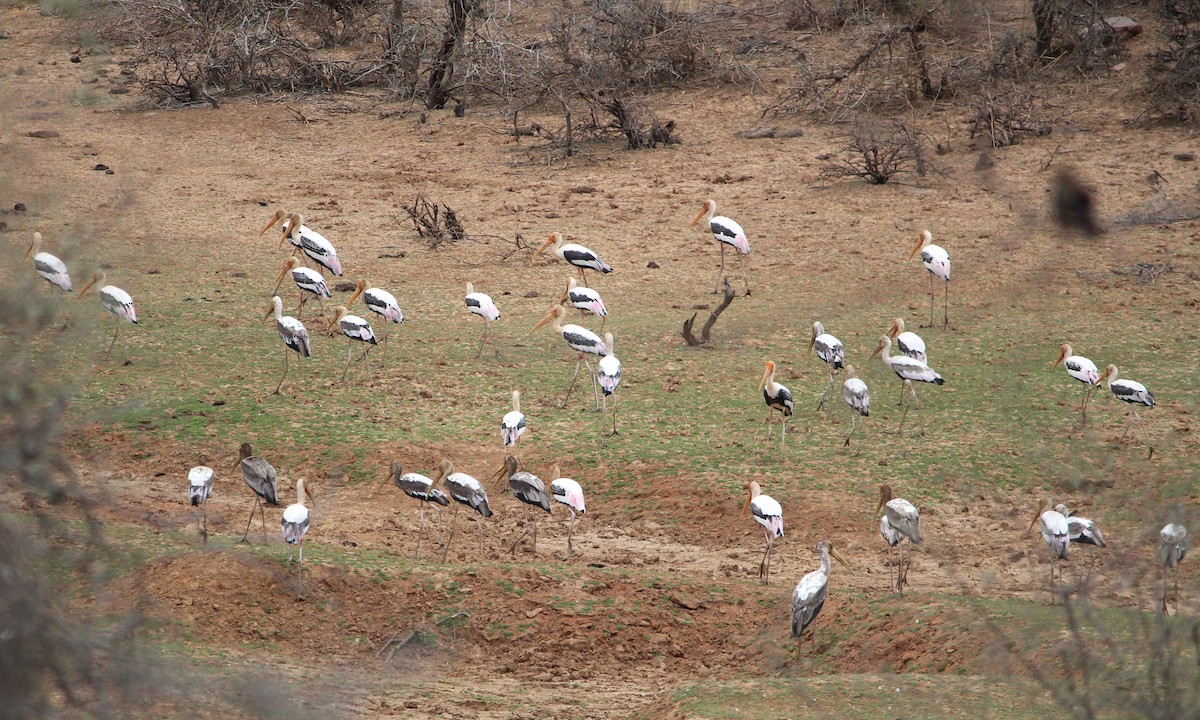 Painted Stork - Deepak Meena