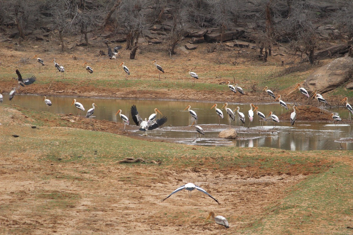 Painted Stork - Deepak Meena