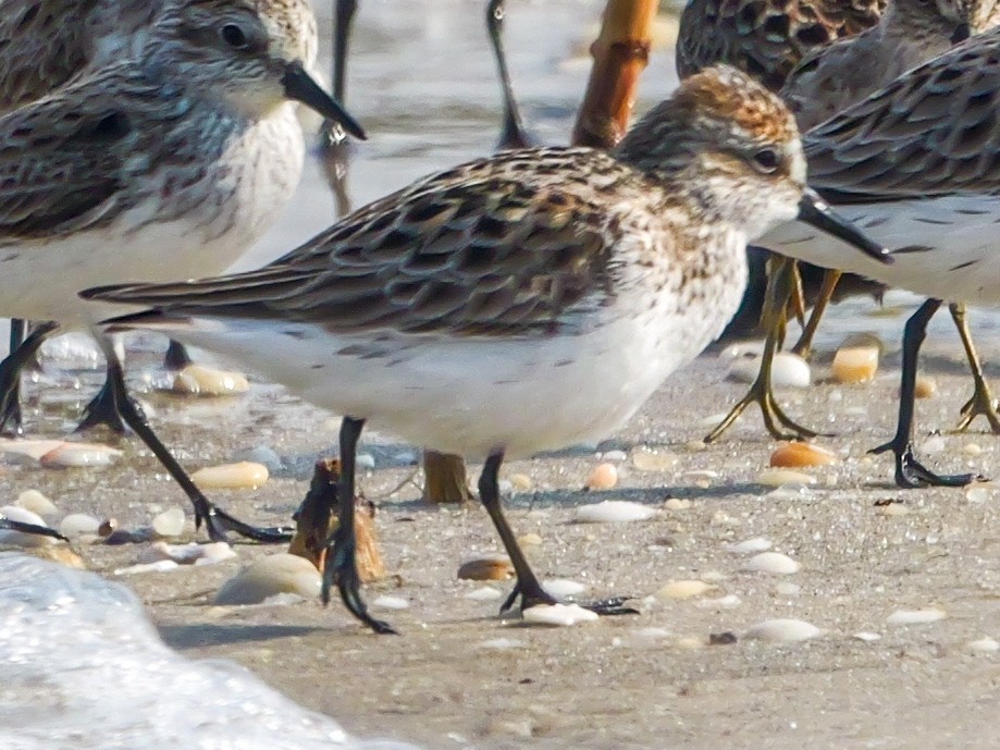 Semipalmated Sandpiper - Roger Horn