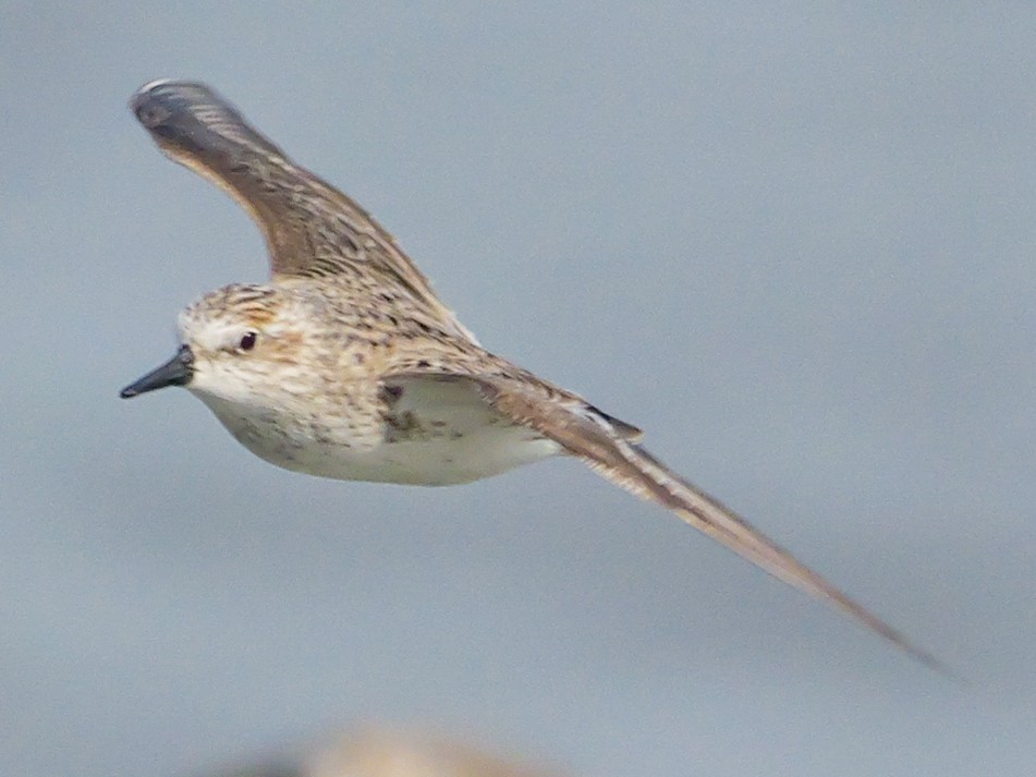 Semipalmated Sandpiper - Roger Horn