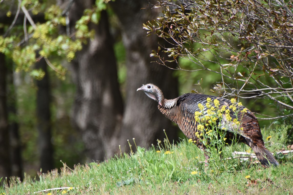 Wild Turkey - Valerie Burdette