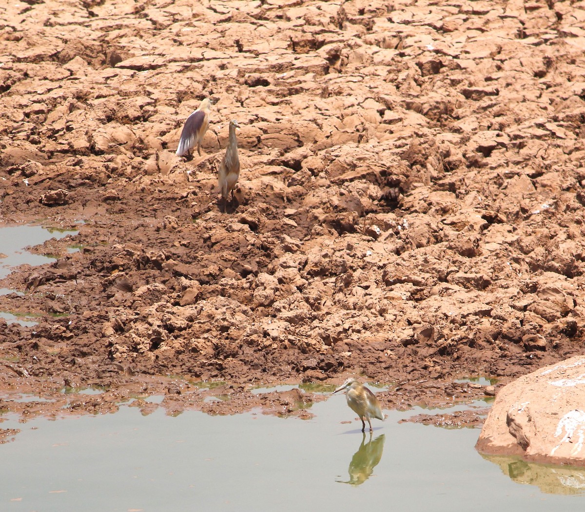 Indian Pond-Heron - Deepak Meena