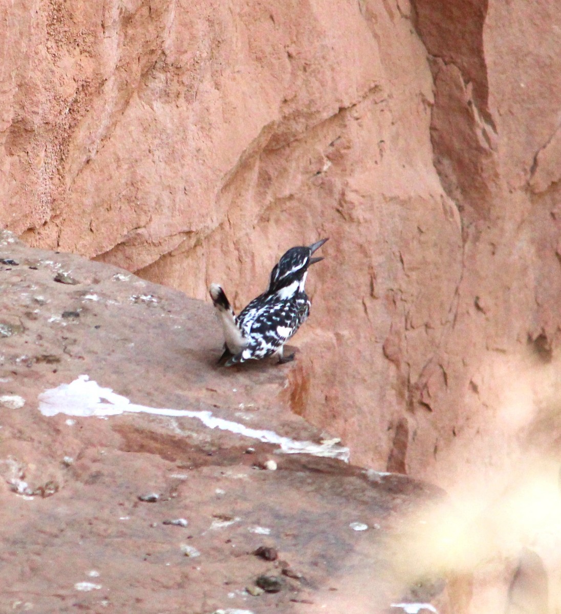 Pied Kingfisher - Deepak Meena