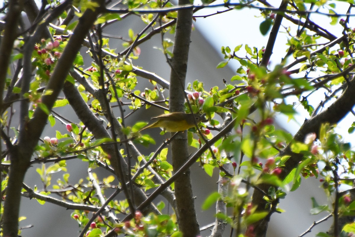 Nashville Warbler - Valerie Burdette