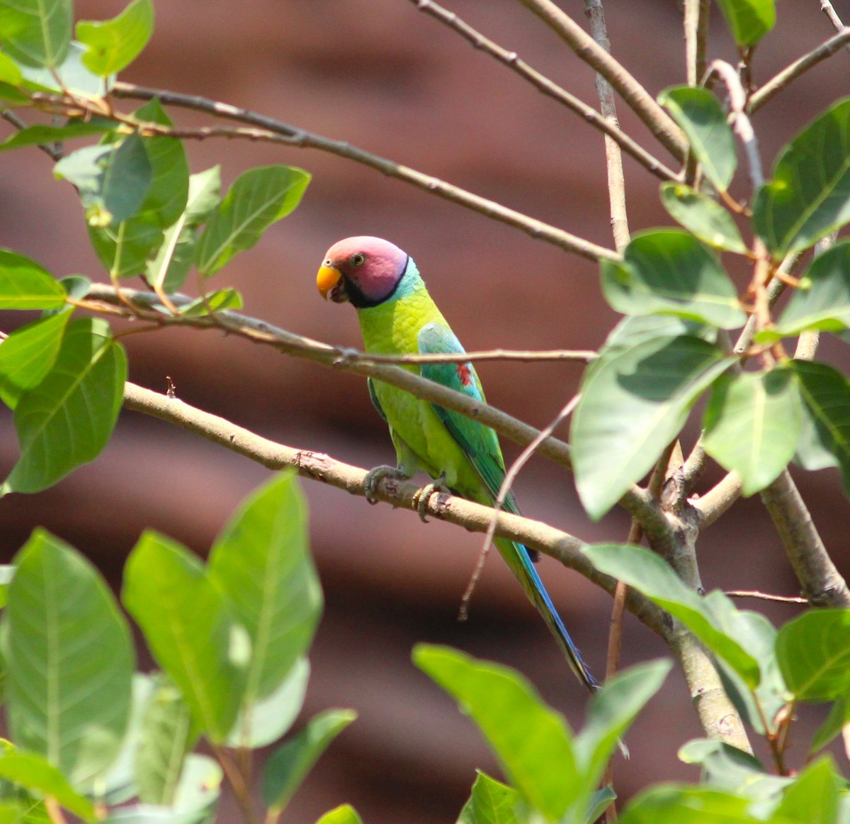 Plum-headed Parakeet - Deepak Meena