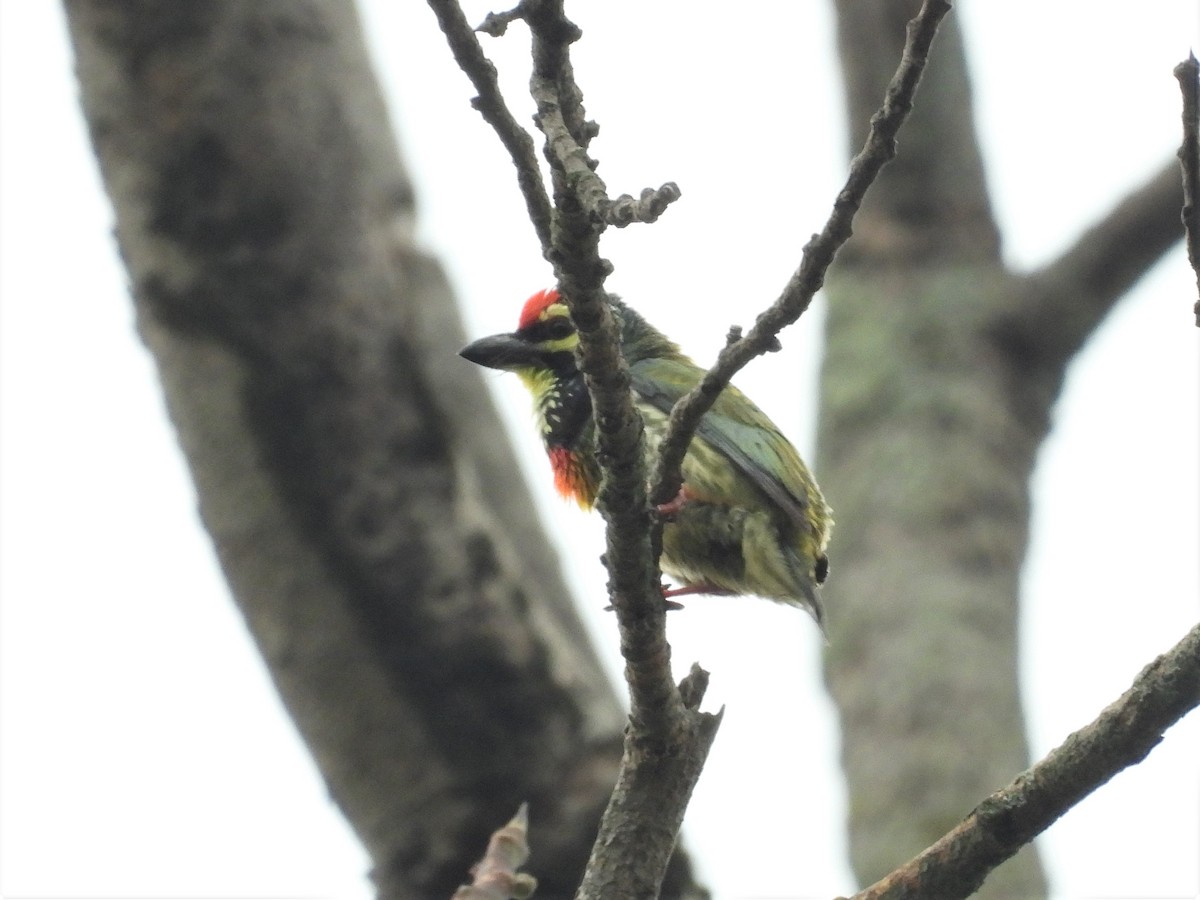 Al Göğüslü Barbet - ML618667975