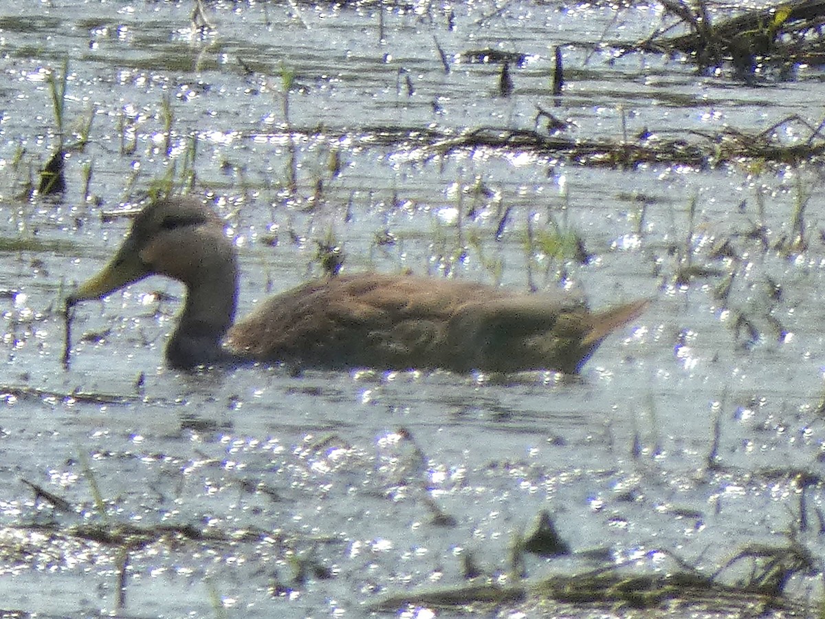 Mottled Duck - ML618667977