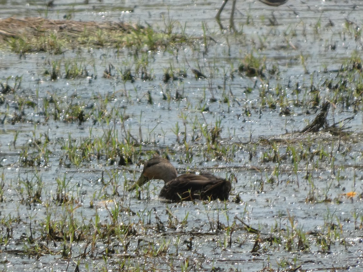 Mottled Duck - Gerald Schill