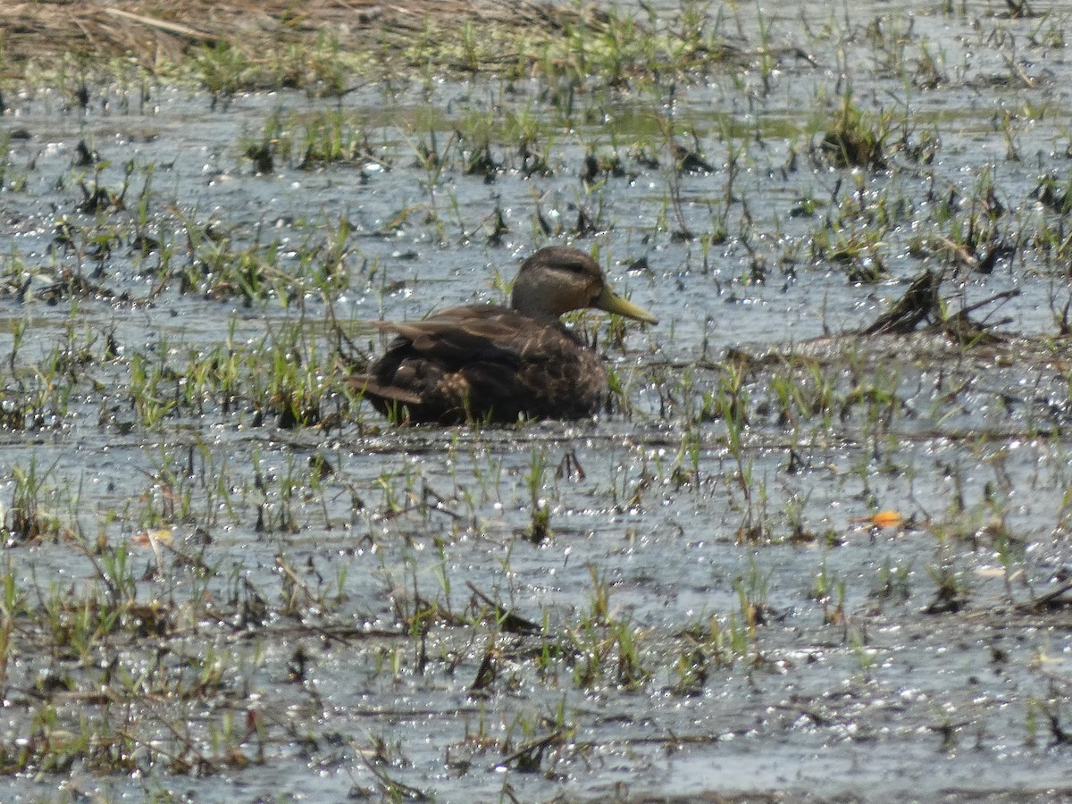 Mottled Duck - ML618667980