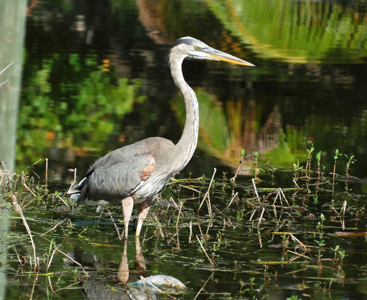 Great Blue Heron - ML618667983