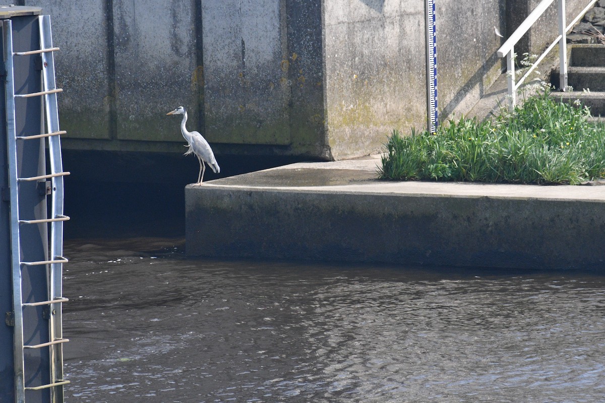 Graureiher - ML618667988