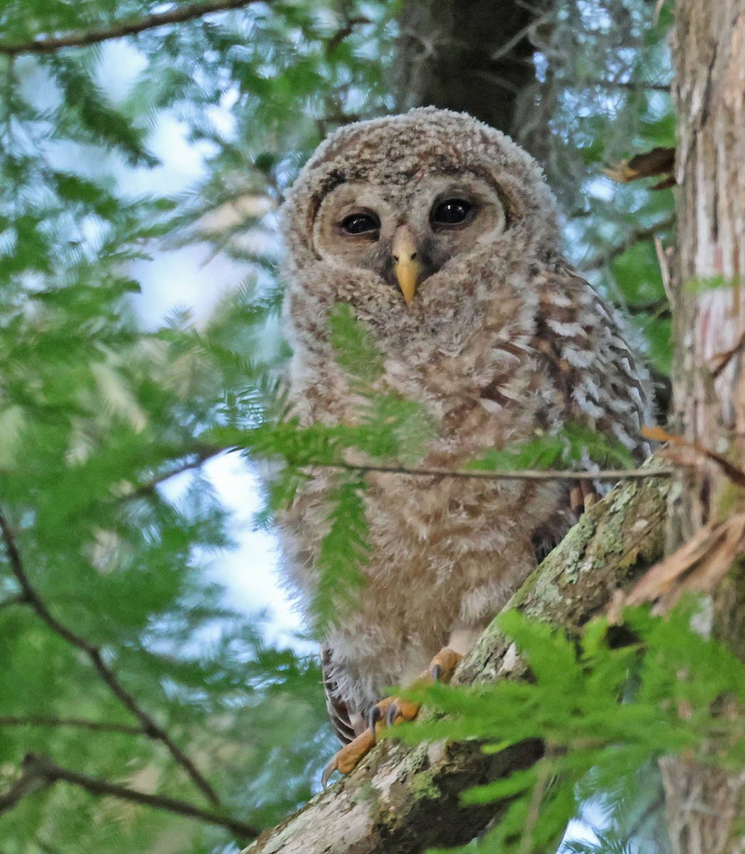 Barred Owl - ML618668005