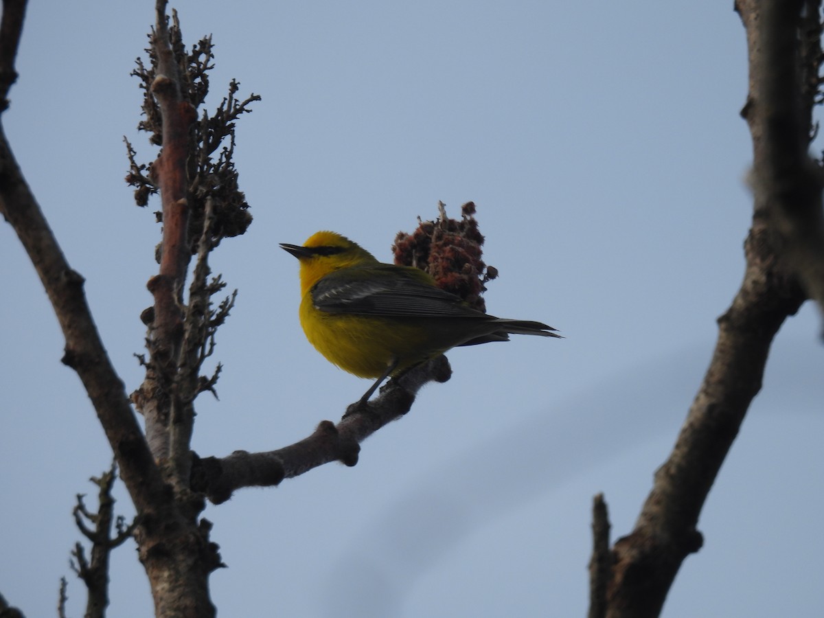 Blue-winged Warbler - Curt Nehrkorn